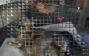 Interracial anal pleasure for a shemale chick and her fucker guy