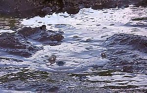 Sarah michelle and ludella hahn