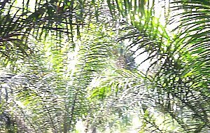 Horny african bbw wife met monster cock and enjoyed it in the bush -